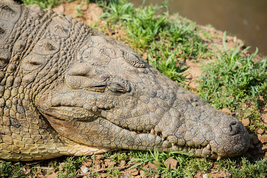 Krokodil im Etosha-Nationalpark in Namibia S&uuml;dafrika