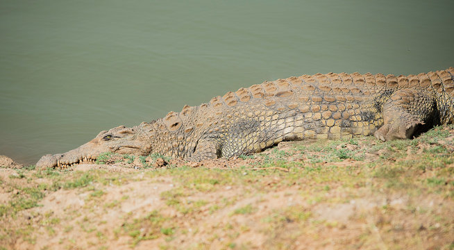 Krokodil im Etosha-Nationalpark in Namibia S&uuml;dafrika