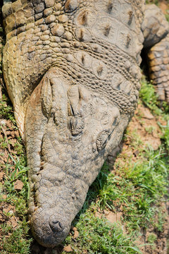 Krokodil im Etosha-Nationalpark in Namibia S&uuml;dafrika