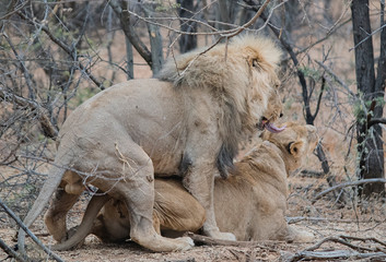 Löwe im Etosha-Nationalpark in Namibia Südafrika