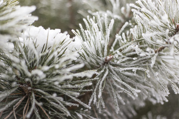 Frozen plant branch covered by snow and ice in winter