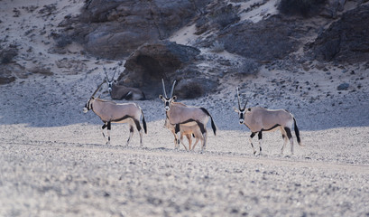 Oryxantilopen im Etosha-Nationalpark, Namibia Südafrika