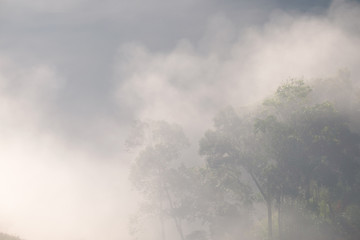 Forrest and Fog at Chiang dao,Chiangmai,Thailand