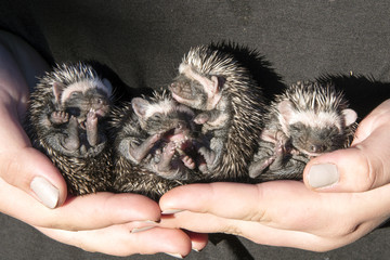 Nursing hedgehog babies © PerErik