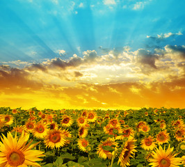Spring landscape with blooming sunflower field at sunset.