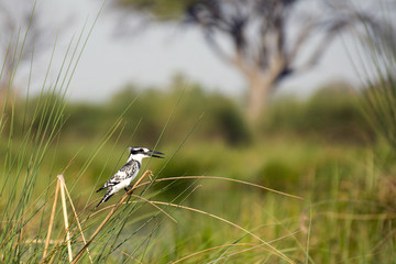 Pied kingfisher bird