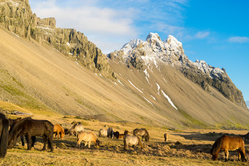 Beautiful Icelandic Horses in Iceland
