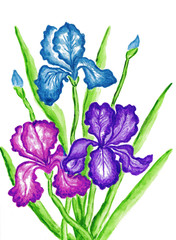 Three irises