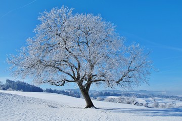 Baum in verschneiter Landschaft