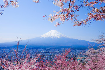 Mt. Fuji With Cherry Blossom (Sakura )in Spring, Fujiyoshida, Japan