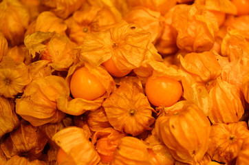 Cape Gooseberry
