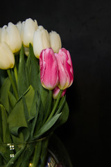 white and pink tulips on a black background