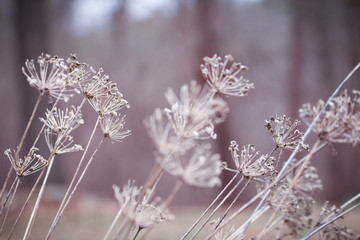 Winter Plant