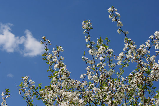 A nice colorful cherry tree in bloom and a blue sky
