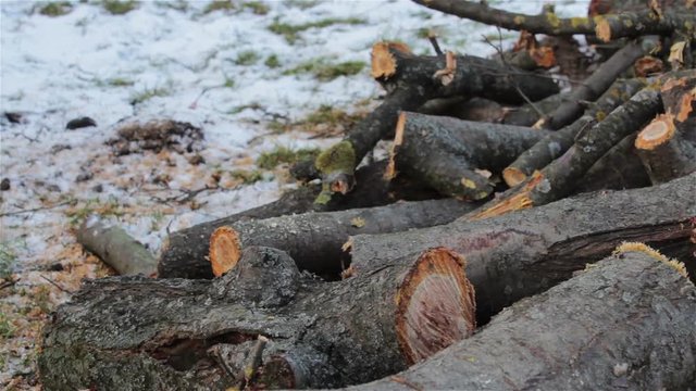 Firewood For The Winter/pile of firewood lying on the snow in winter