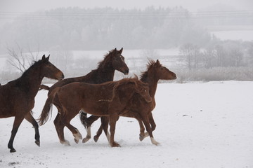 unstoppable, a group of young and wild horses running over snowy pasture