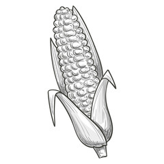 Monochrome sketch style illustration of corn. Vector.