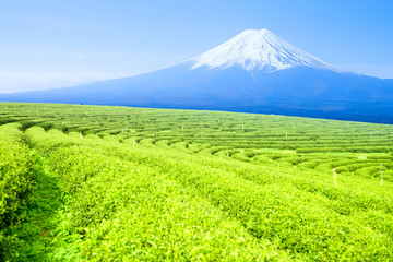 mt fuji and  tea plantation landscape at japan
