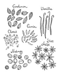 Hand drawn spices