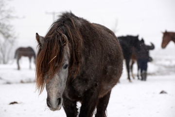 Vertrauen, süßes Pony im Anmarsch bei Schneetreiben