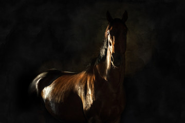 Naklejka premium Portret konia na białym tle na czarnym tle