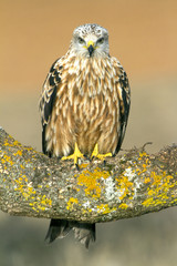 Adult of Red kite. Milvus milvus.