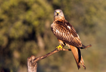 Adult of Red kite. Milvus milvus.