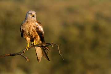 Adult of Red kite. Milvus milvus.