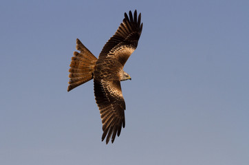 Adlult of Red kite fying. Milvus milvus.