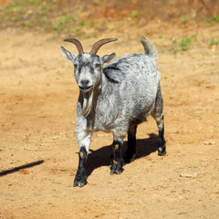 Grey horned goat