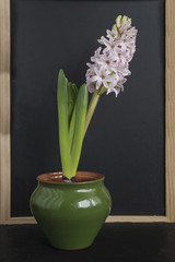 spring concemt/blooming hyacinth in a pot on slate background