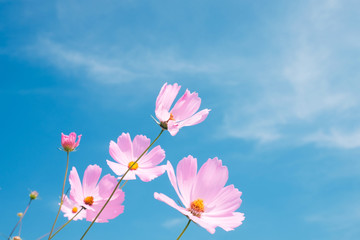 Cosmos flower (Cosmos Bipinnatus) with blue sky Background (Sele