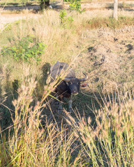 A buffalo eating dry grass on agriculture farm