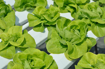 The head of green lettuce