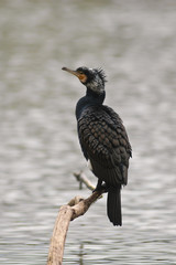 Cormorano(Phalacrocorax carbo) - ritratto