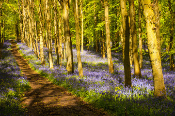 Uk - Bluebells in Spring