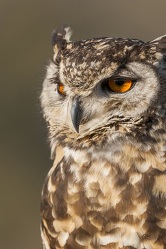 Spotted eagle-owl or eagle owl (Bubo africanus). KwaZulu Natal Midlands. South Africa