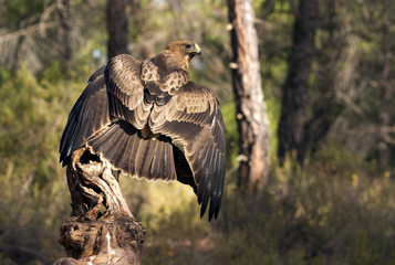 Two-month-old female of Booted eagle. Pale morph. Aquila pennata