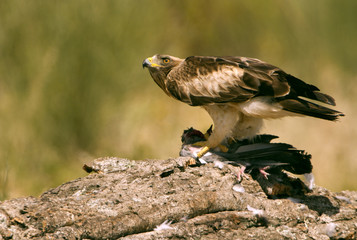 Adult male of Booted eagle. Pale morph . Aquila pennata