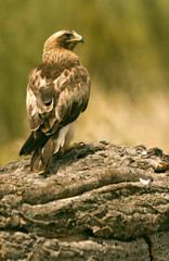 Adult male of Booted eagle. Pale morph . Aquila pennata