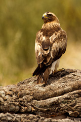 Adult male of Booted eagle. Pale morph . Aquila pennata