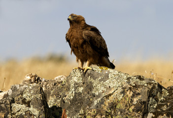 Adult male of Booted eagle. dark morph . Aquila pennata