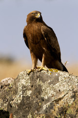 Adult male of Booted eagle. dark morph . Aquila pennata