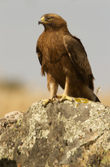 Adult male of Booted eagle. dark morph . Aquila pennata