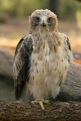 Adult male of Booted eagle. Pale morph . Aquila pennata