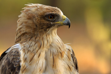 Obraz premium Adult male of Booted eagle. Pale morph . Aquila pennata