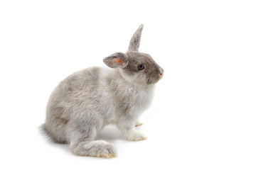 Grey baby rabbit on a white background.