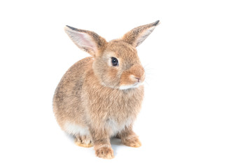 Obraz premium Short hair adorable baby rabbit on white background