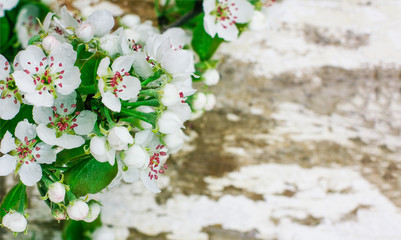 Spring background with blossoming tree branches on an old rustic board with space for text