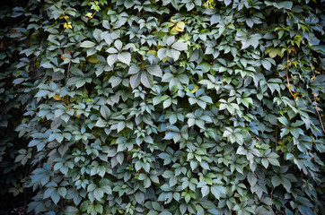 wild grape green wall background